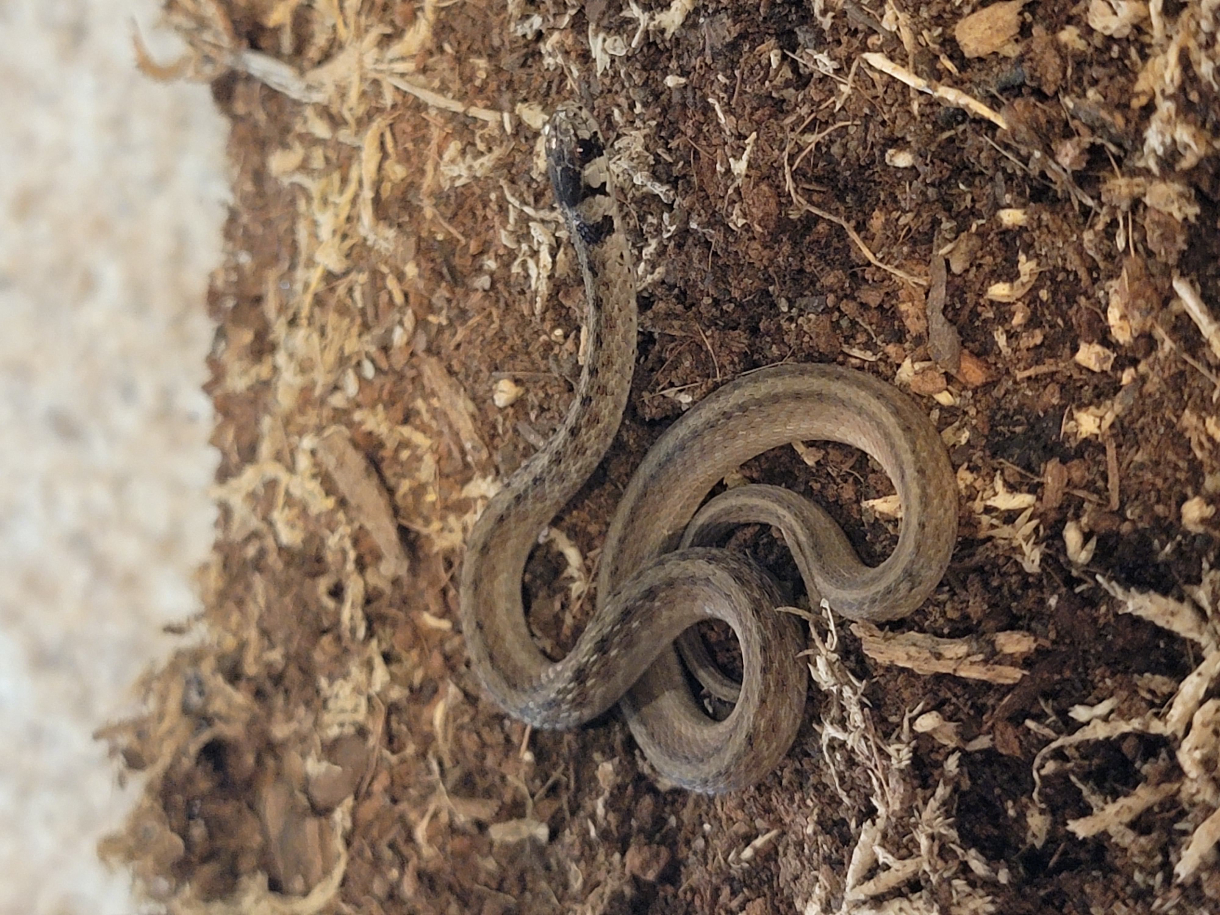 Big Mama Dekay's Brown Snake