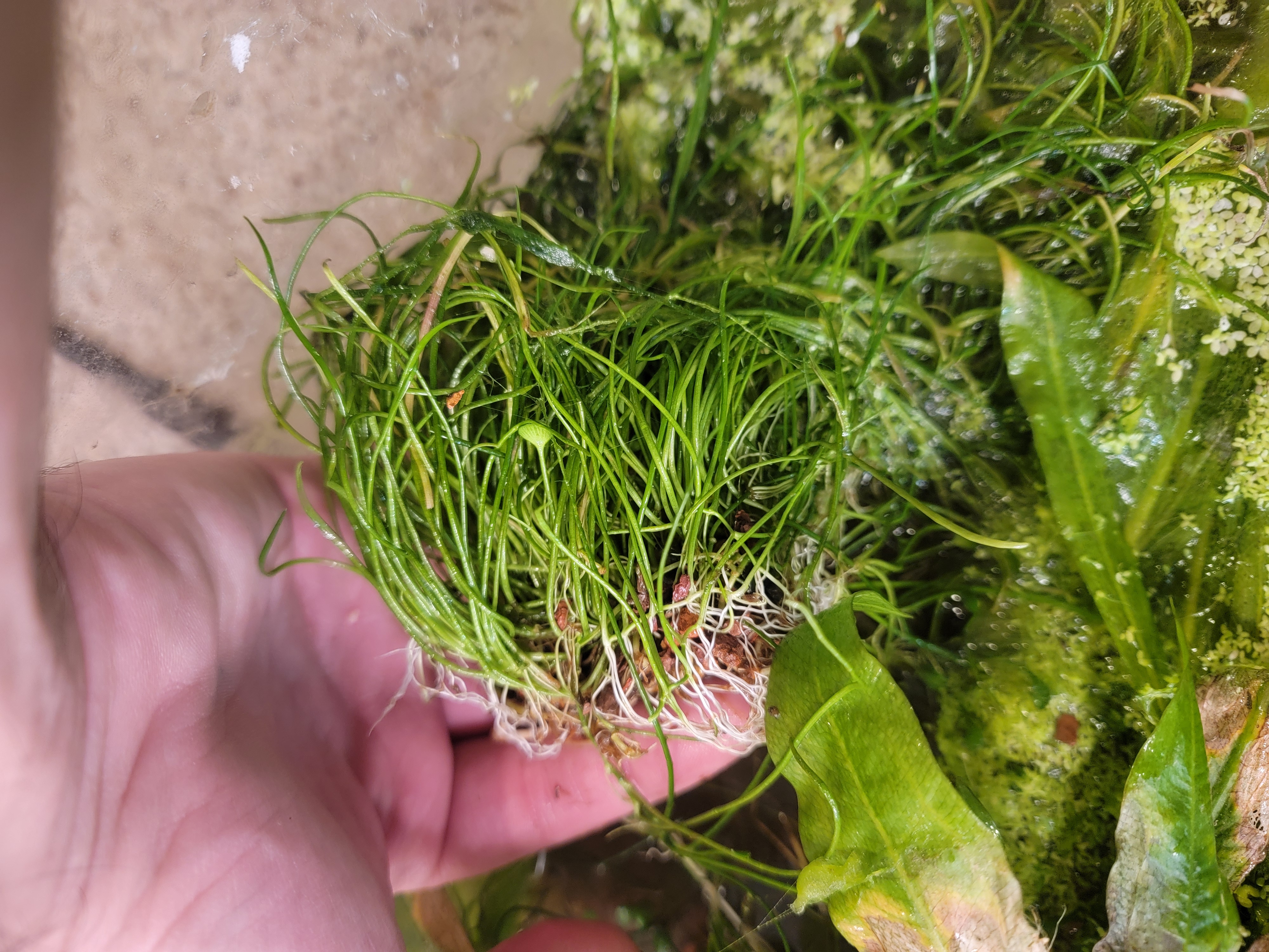 Dwarf sword grass carpeting aquatic plant