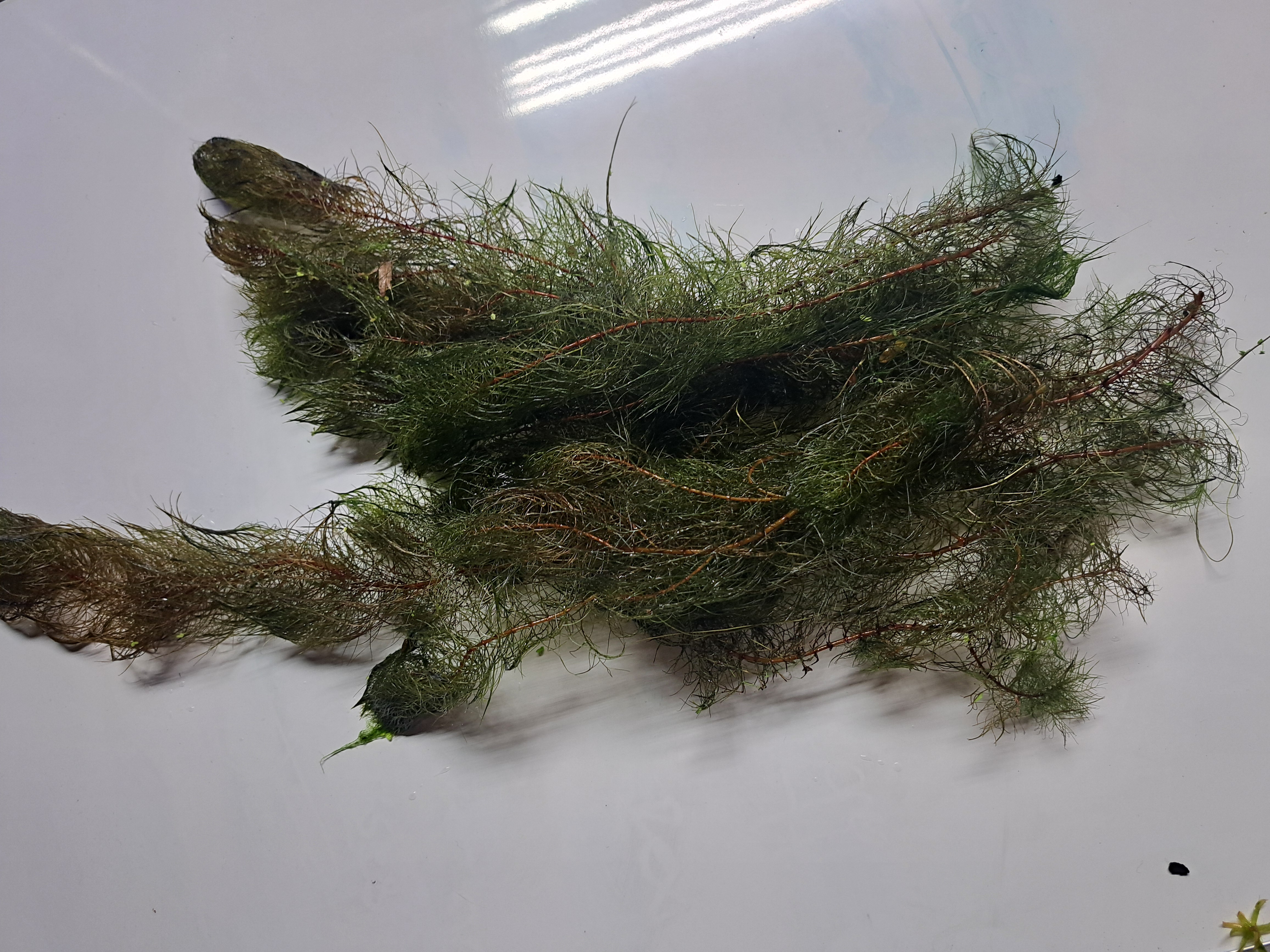Hornwort aquatic plant