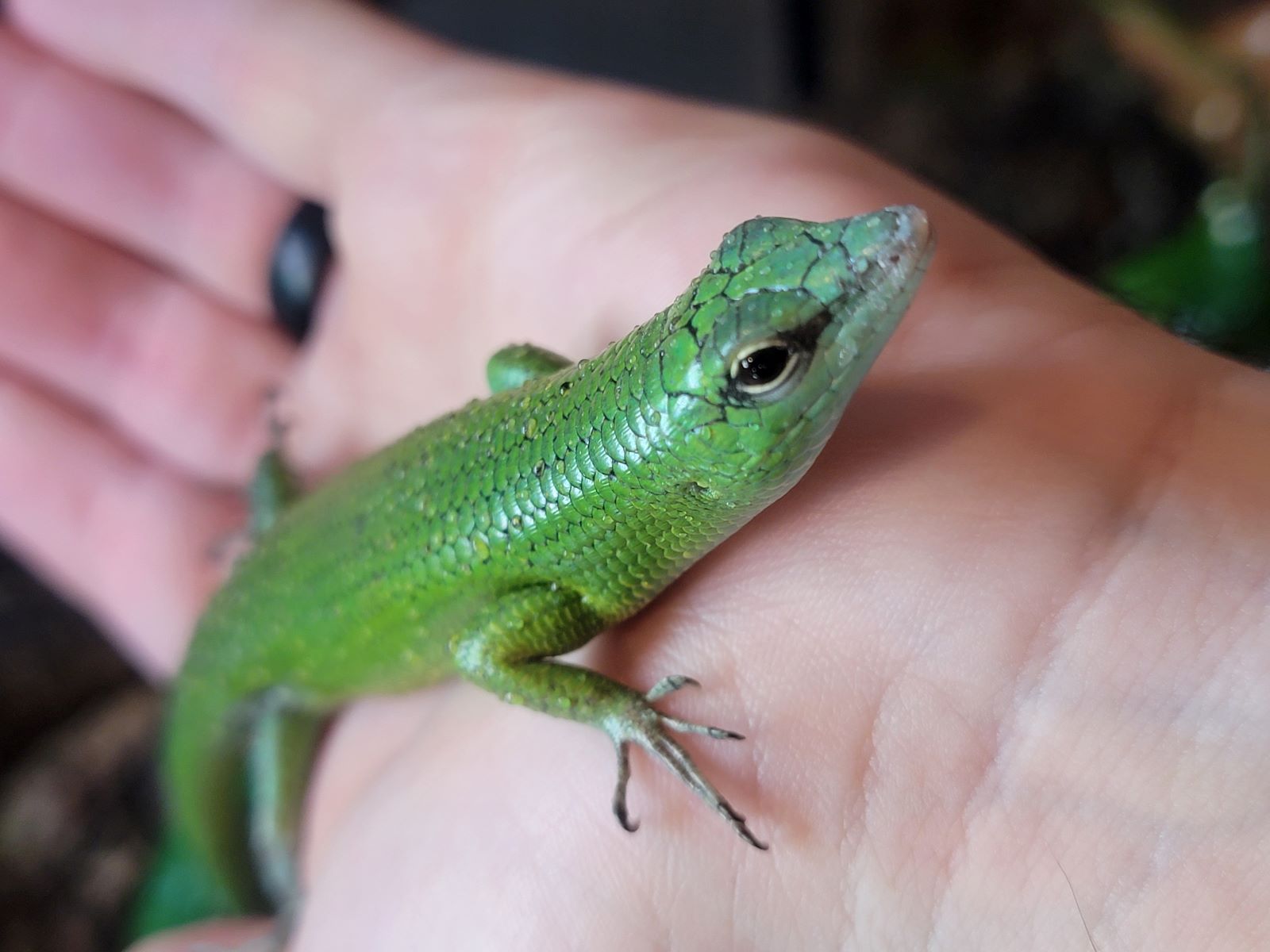 Jelly Emerald Tree Skink