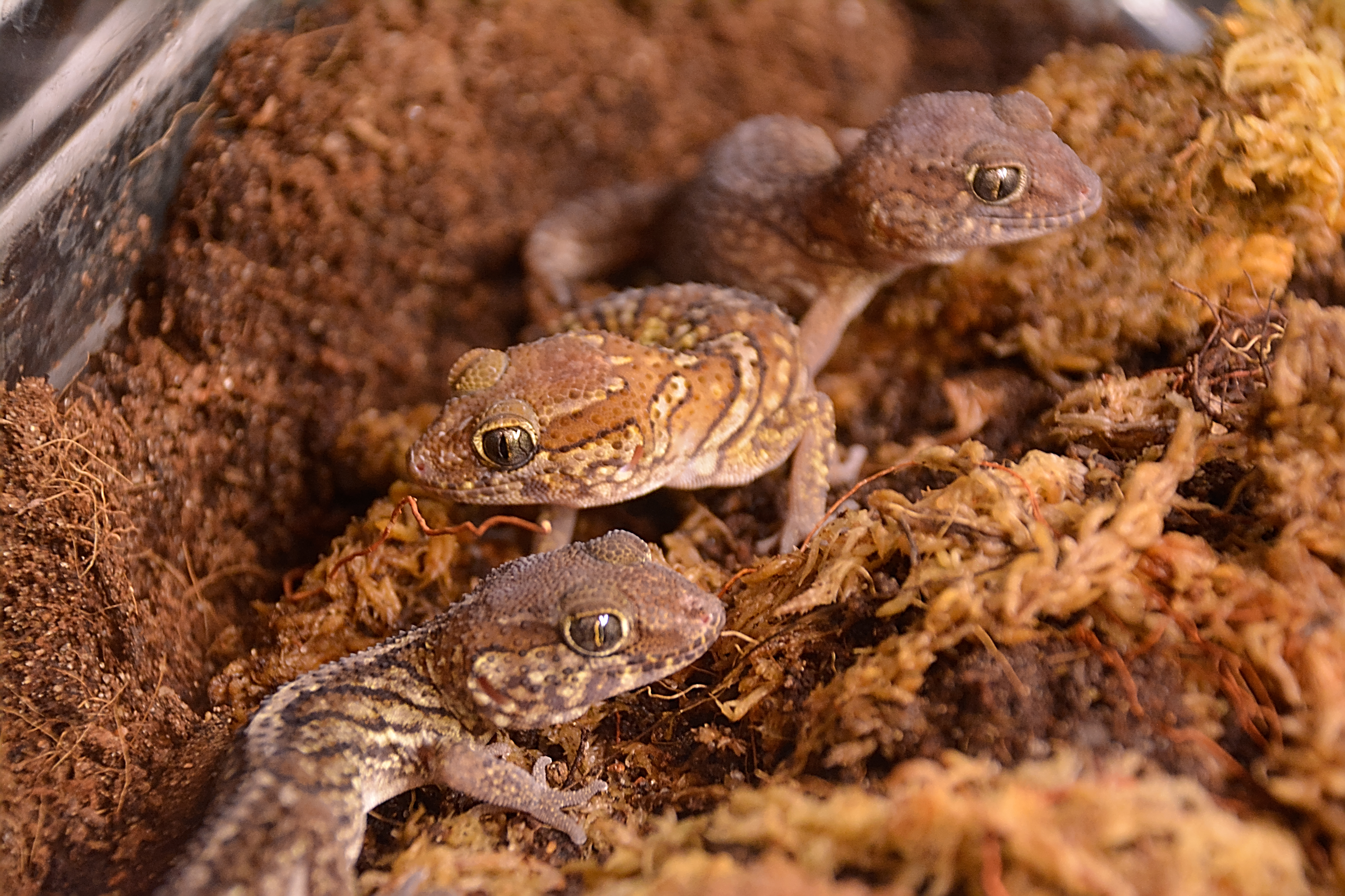 Juvenile Pictus Geckos