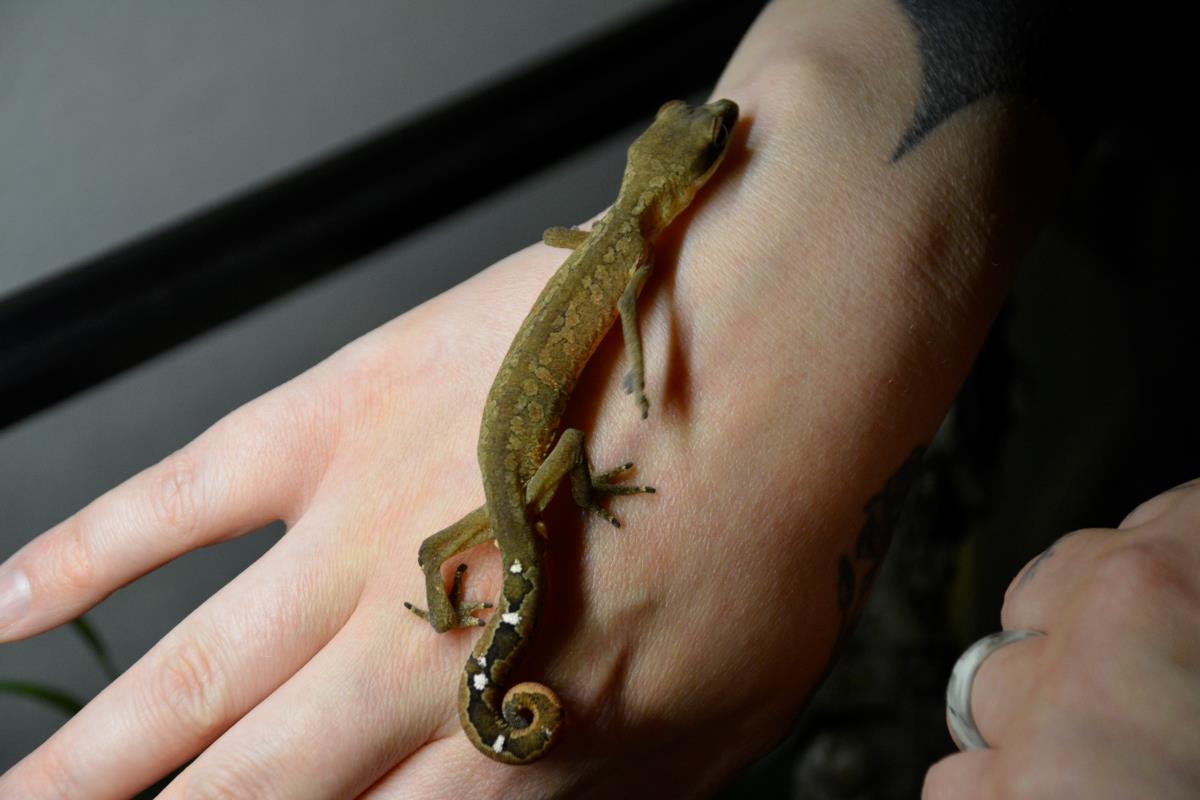 Khan Malaysian Cat Gecko