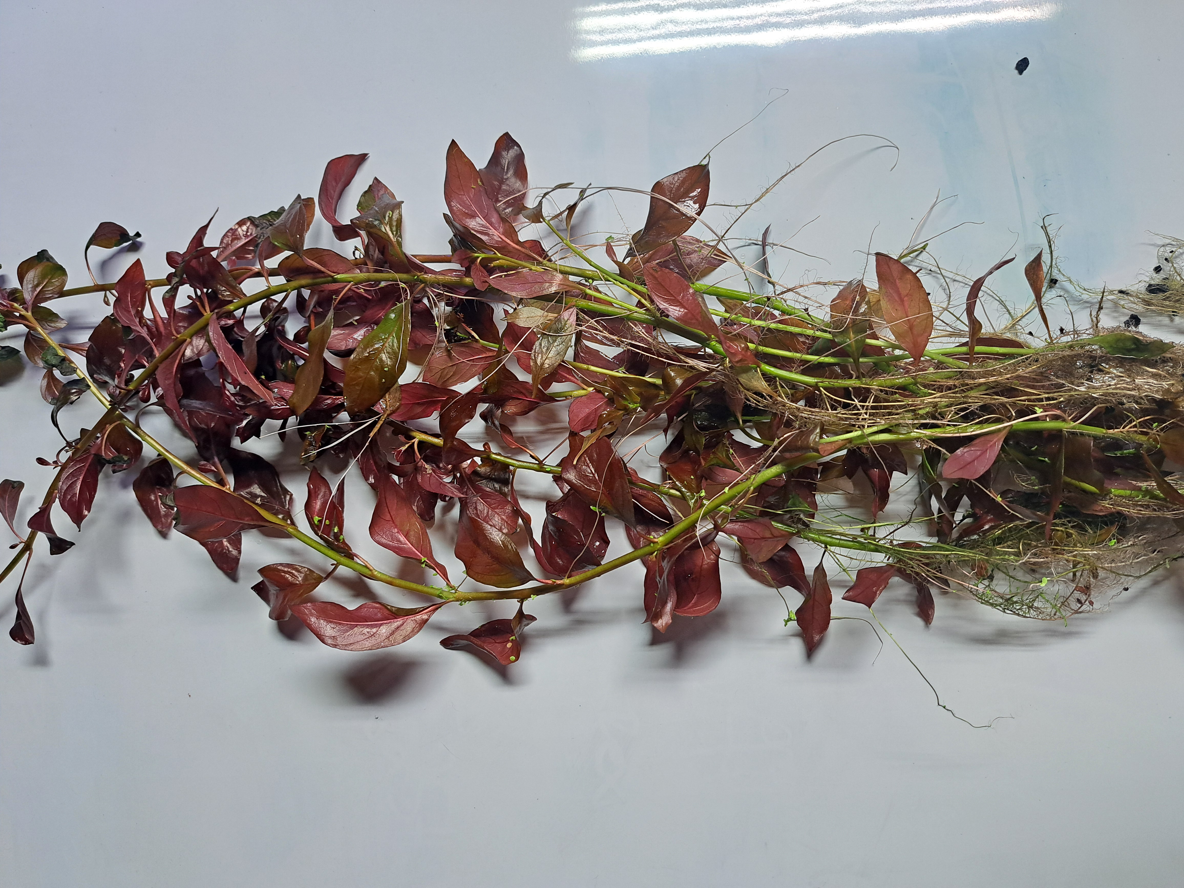 Ludwigia Repens super red aquatic plant