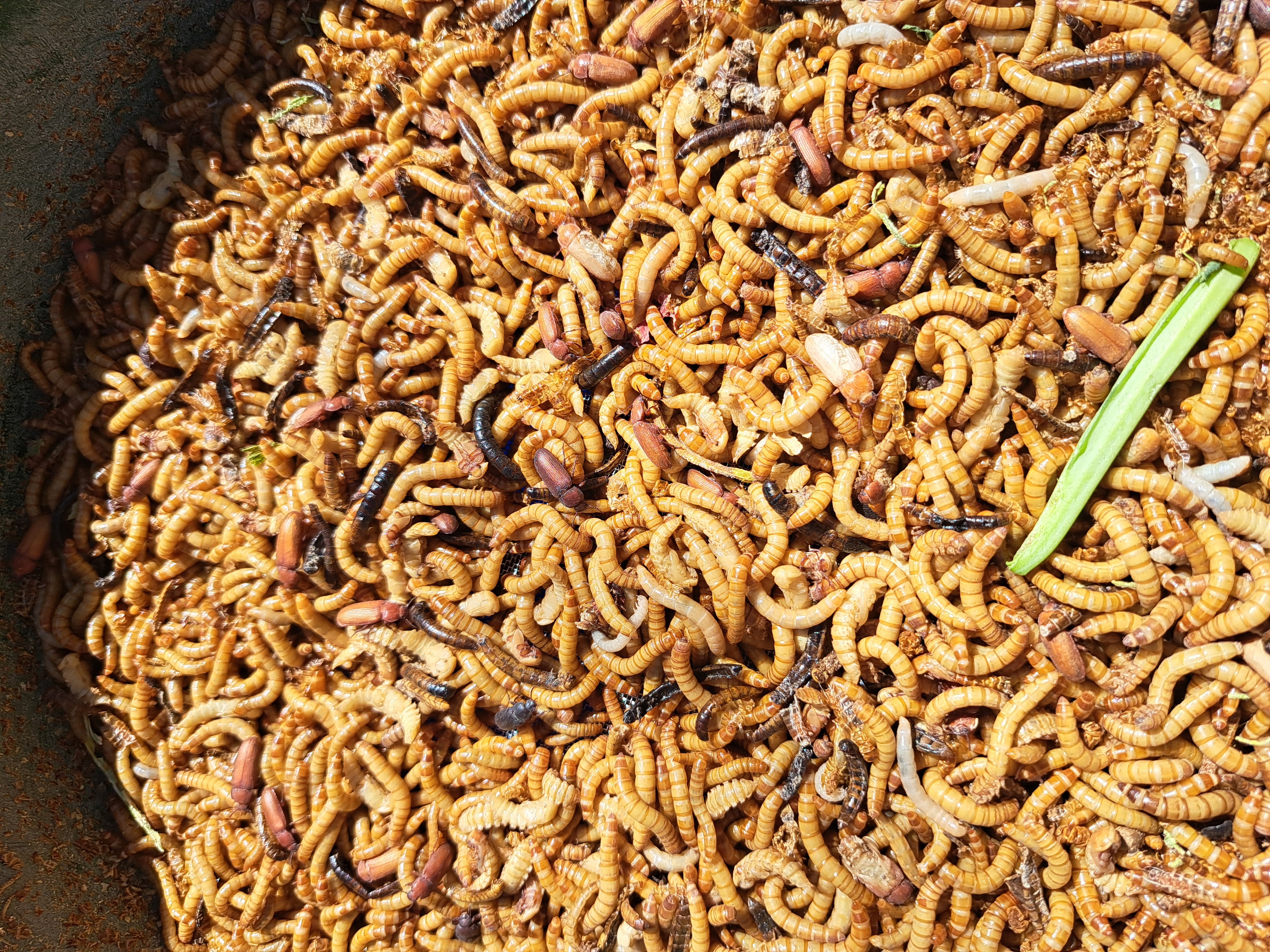 Mealworms