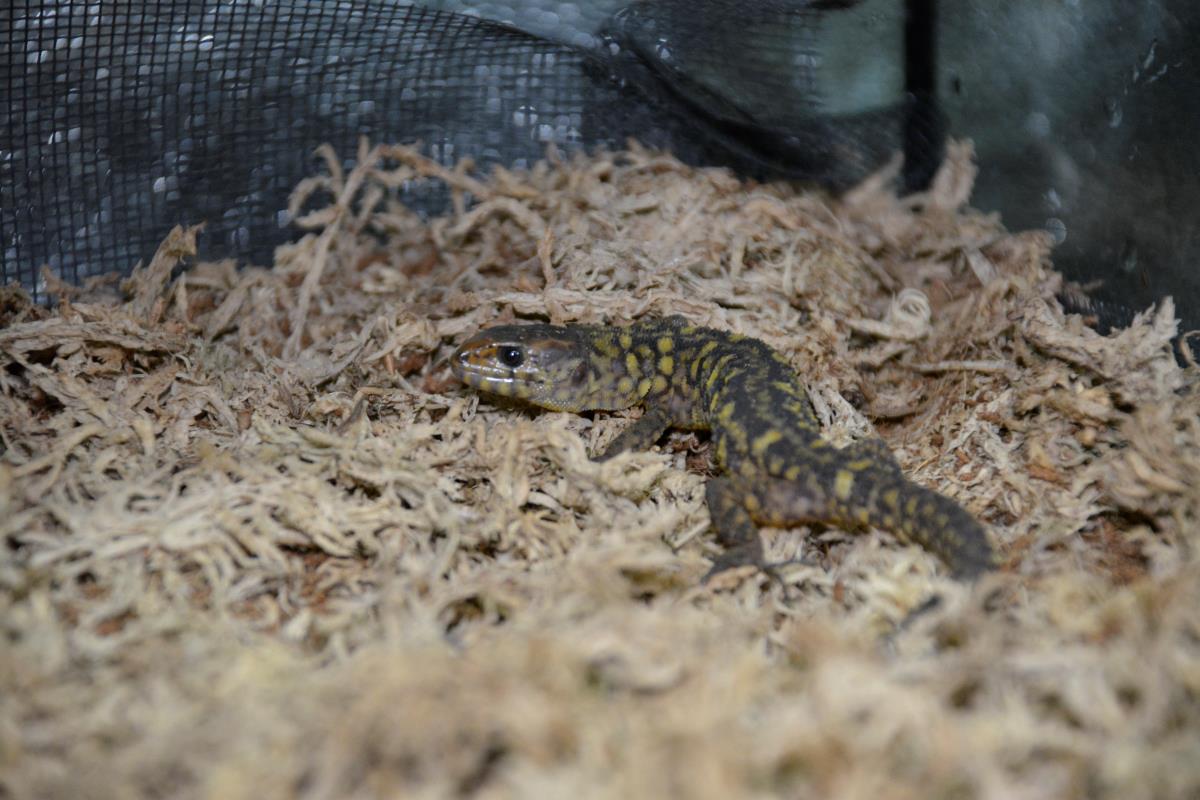 Midnight Yellow Spotted Night Lizard