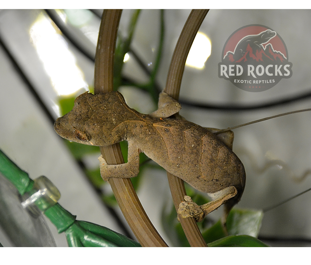Onyx spear-point leaf tail gecko