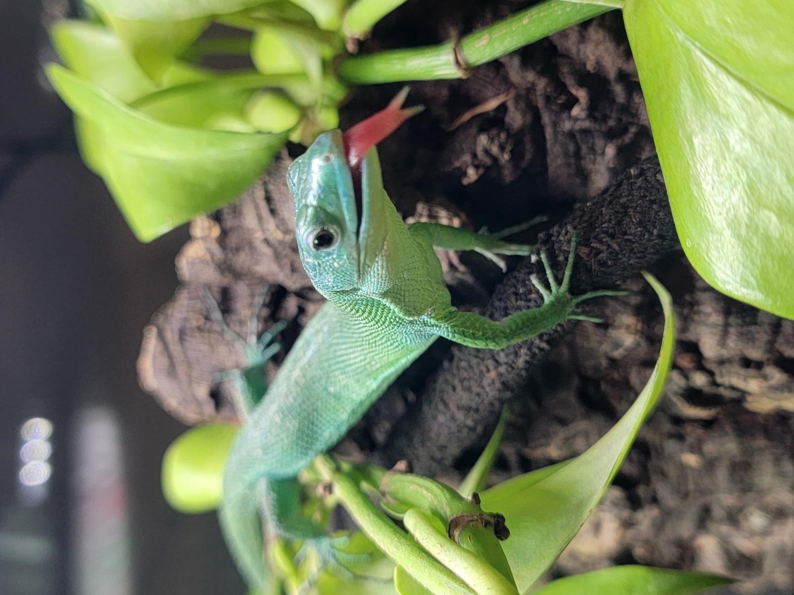 Pancake Green Keel-Bellied Lizard