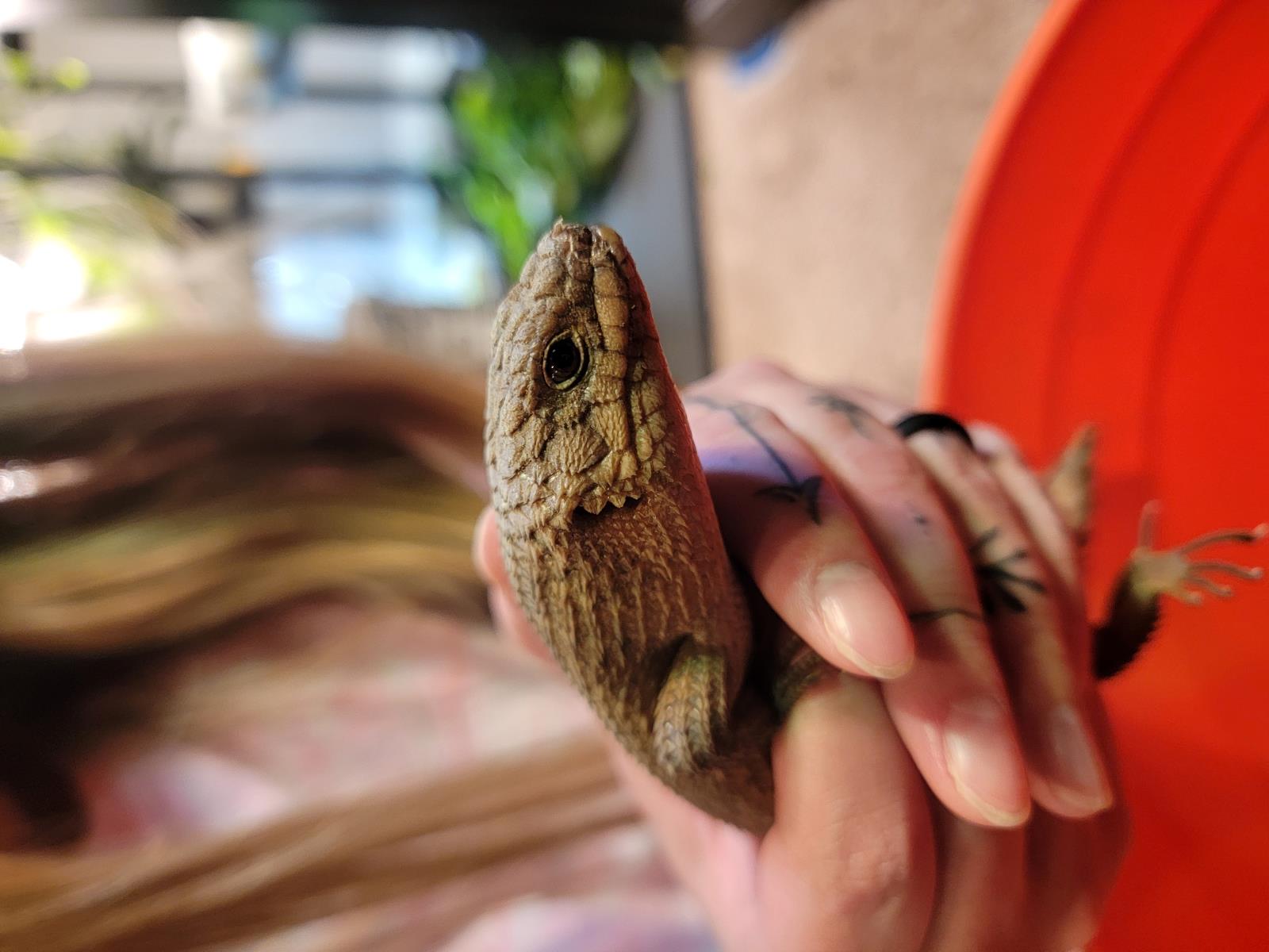 Pinecone Gidgee Skink