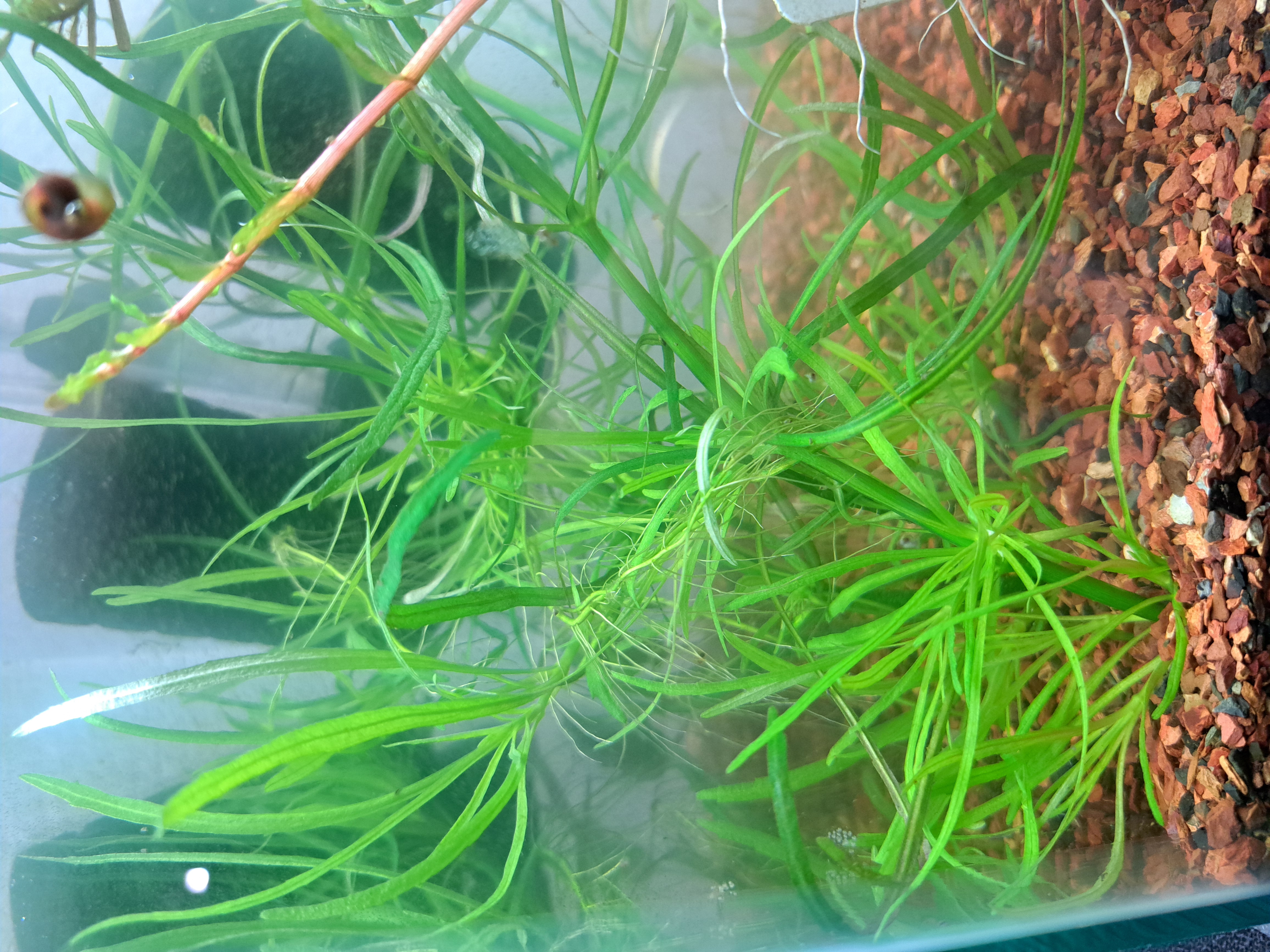 Pogostemon Stellatus Octopus aquatic plant