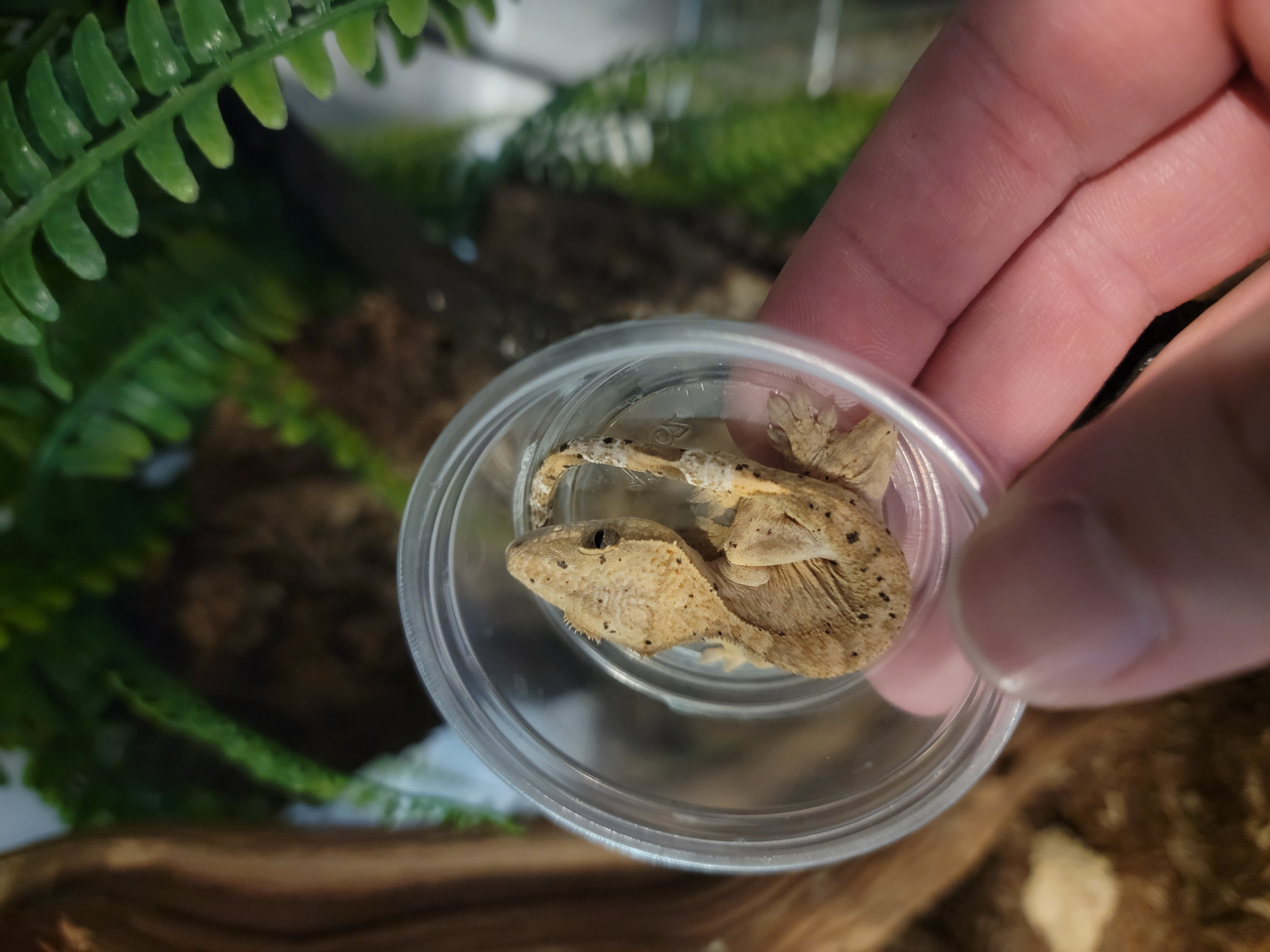 Potato crested gecko