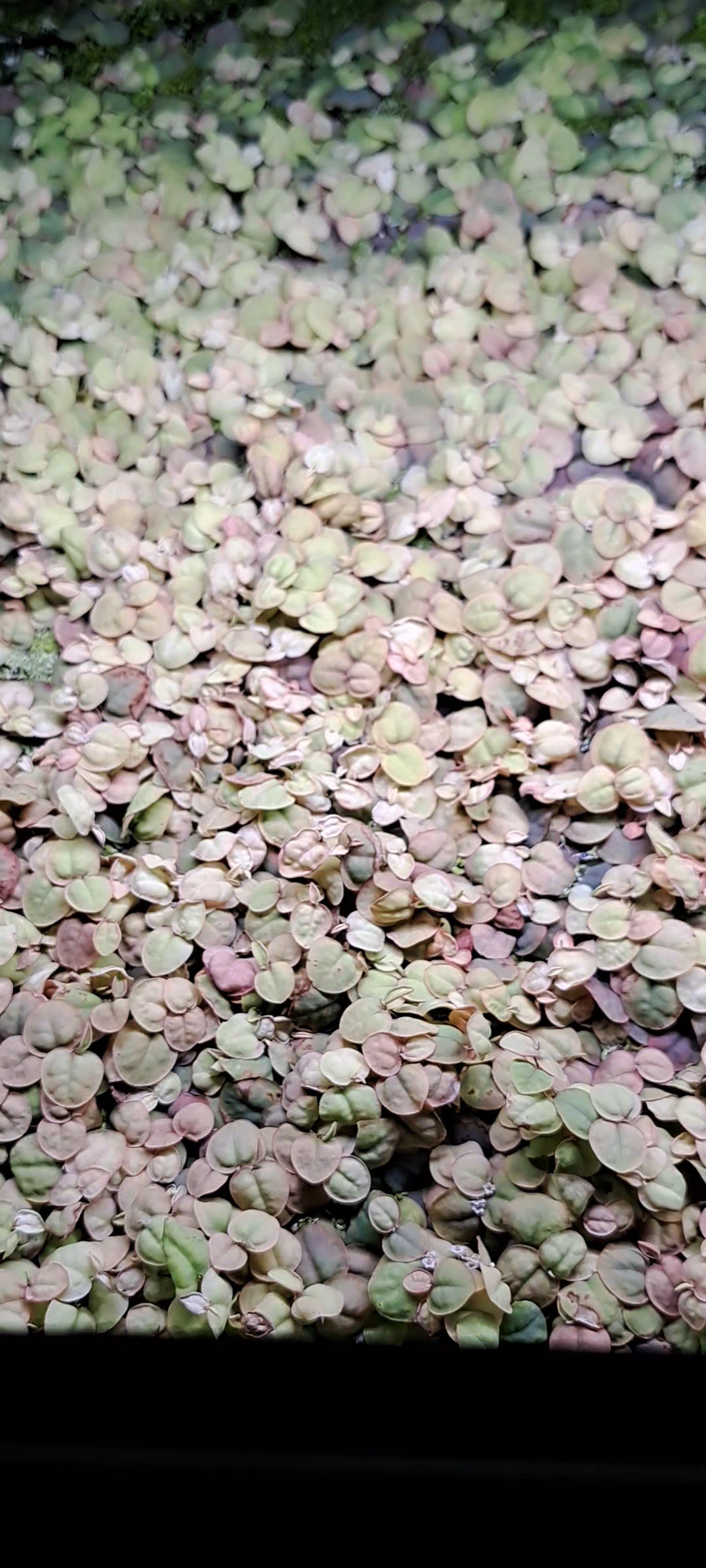 Red root floaters floating aquarium plants