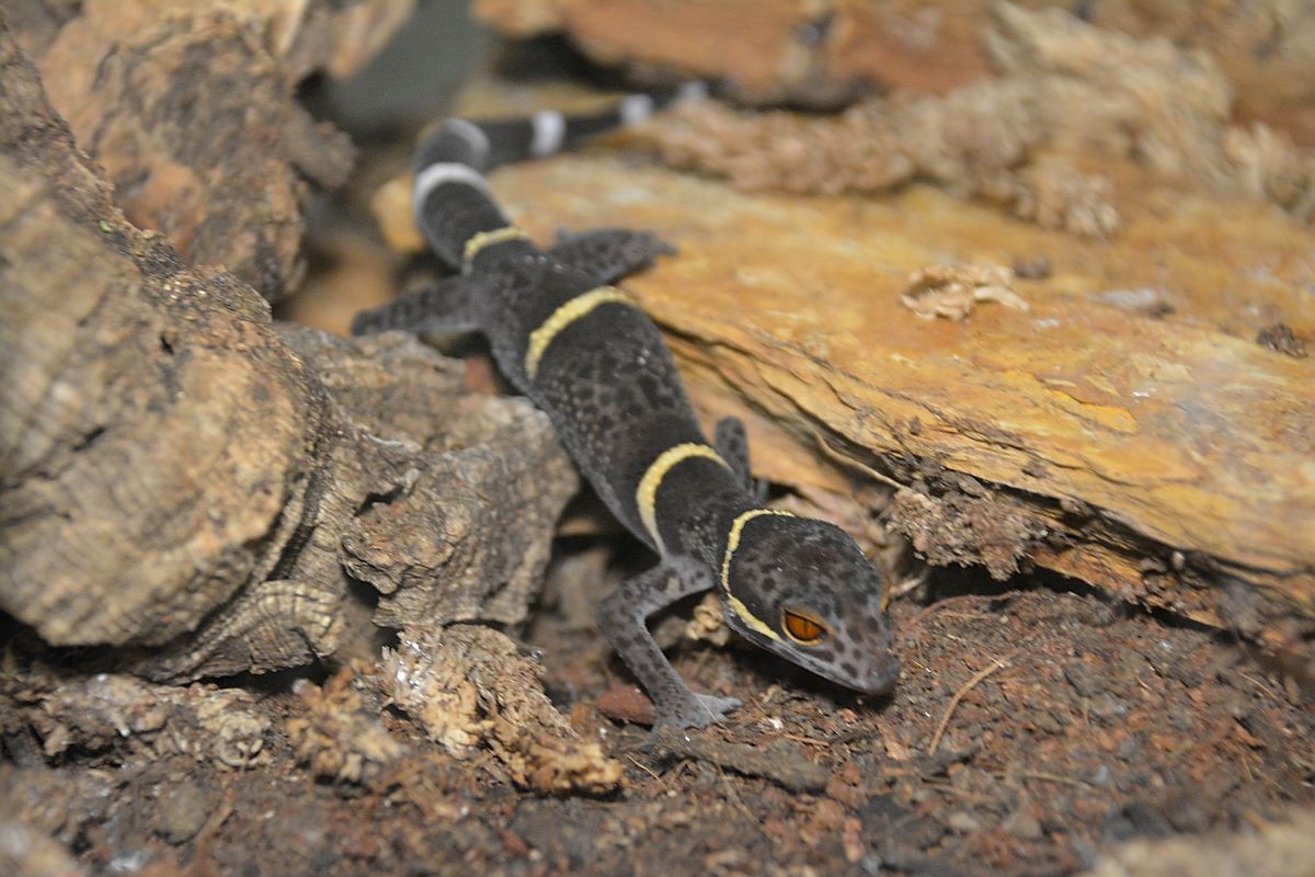 Scar Chinese Cave Gecko