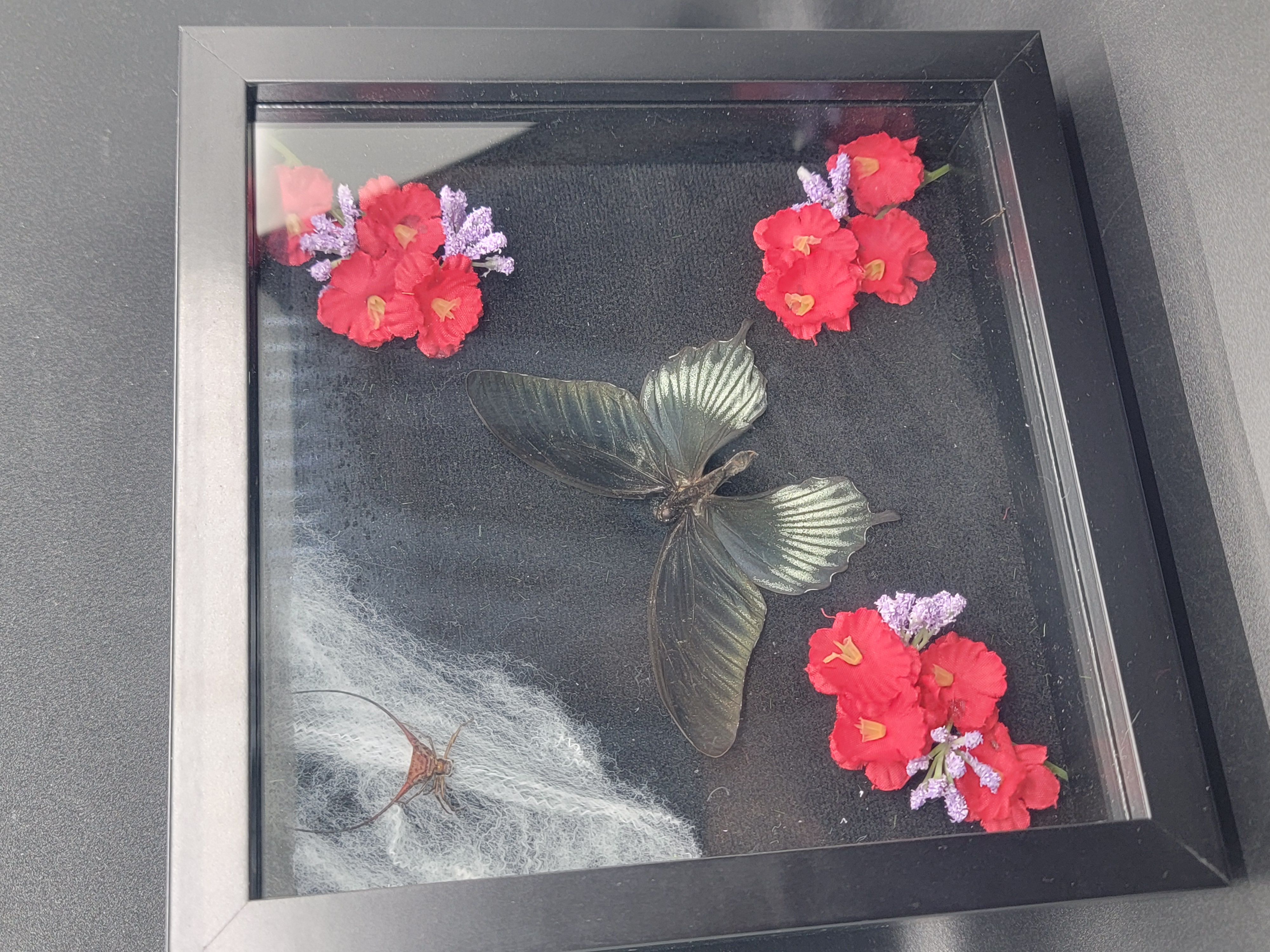 Shadow box entomology art framed insect display