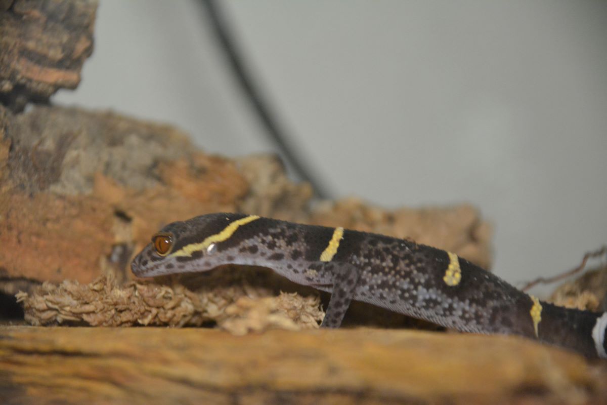 Shadow Chinese Cave Gecko