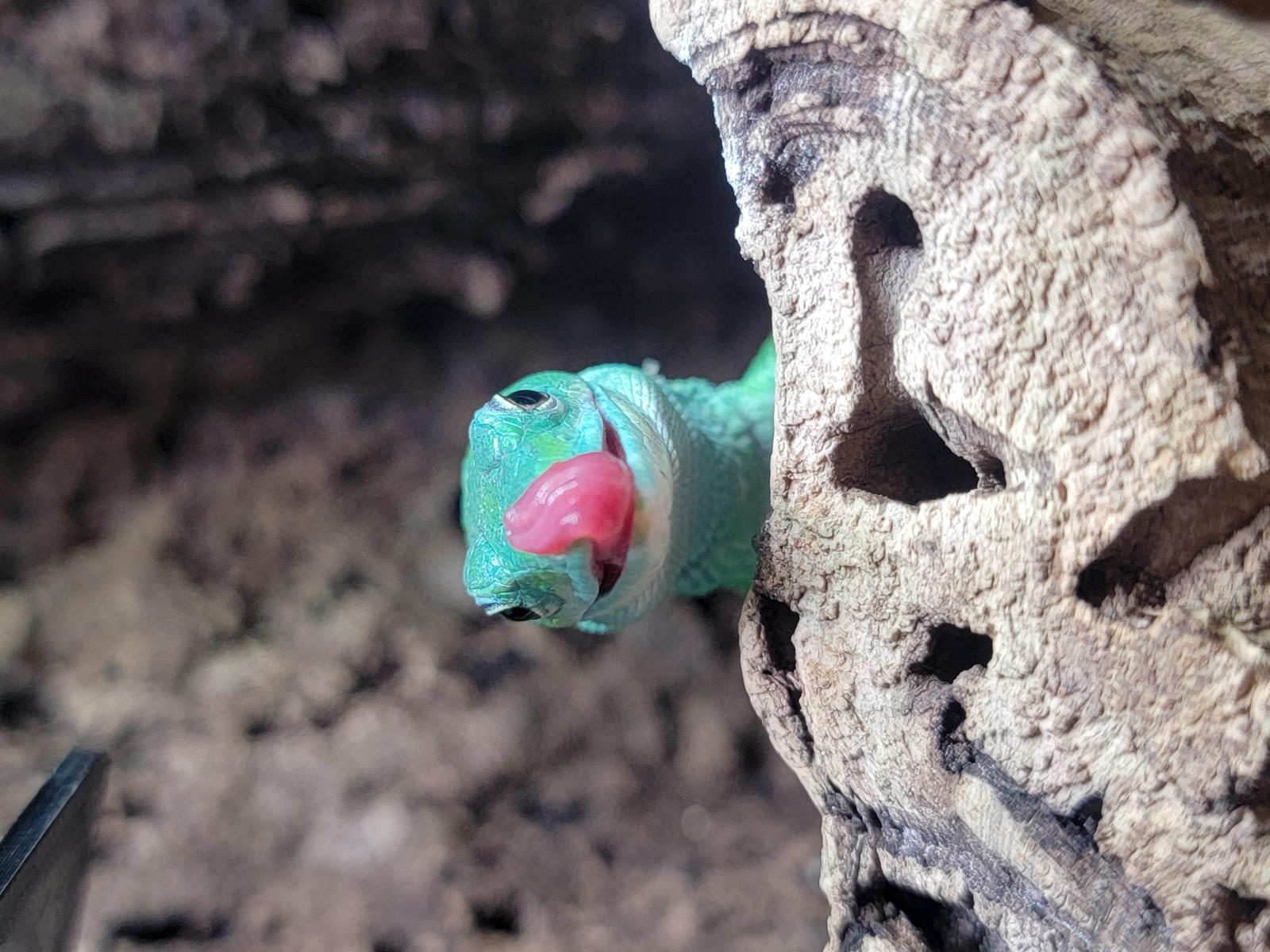 Syrup Green Keel-Bellied Lizard