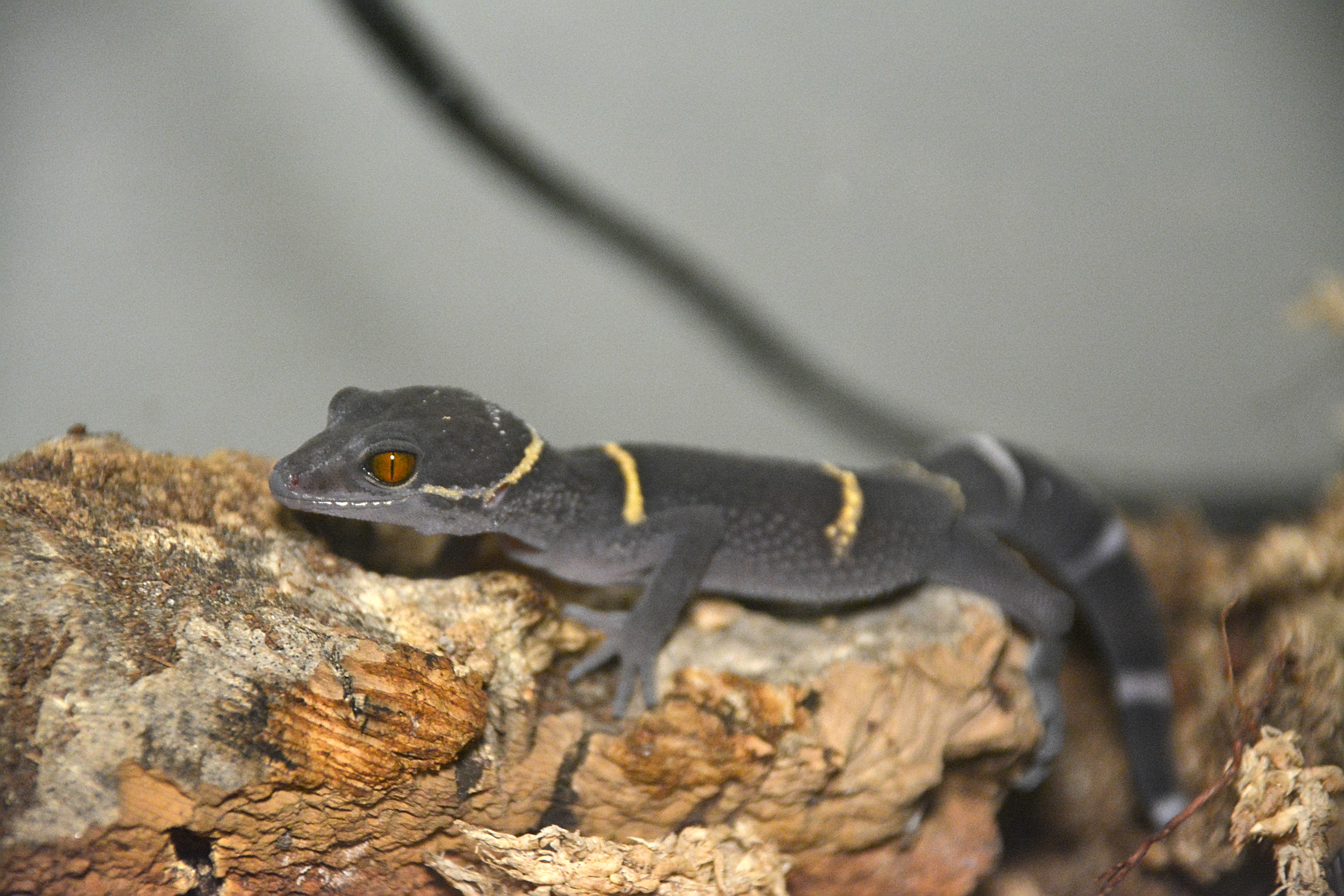 Juvenile Chinese Cave Geckos