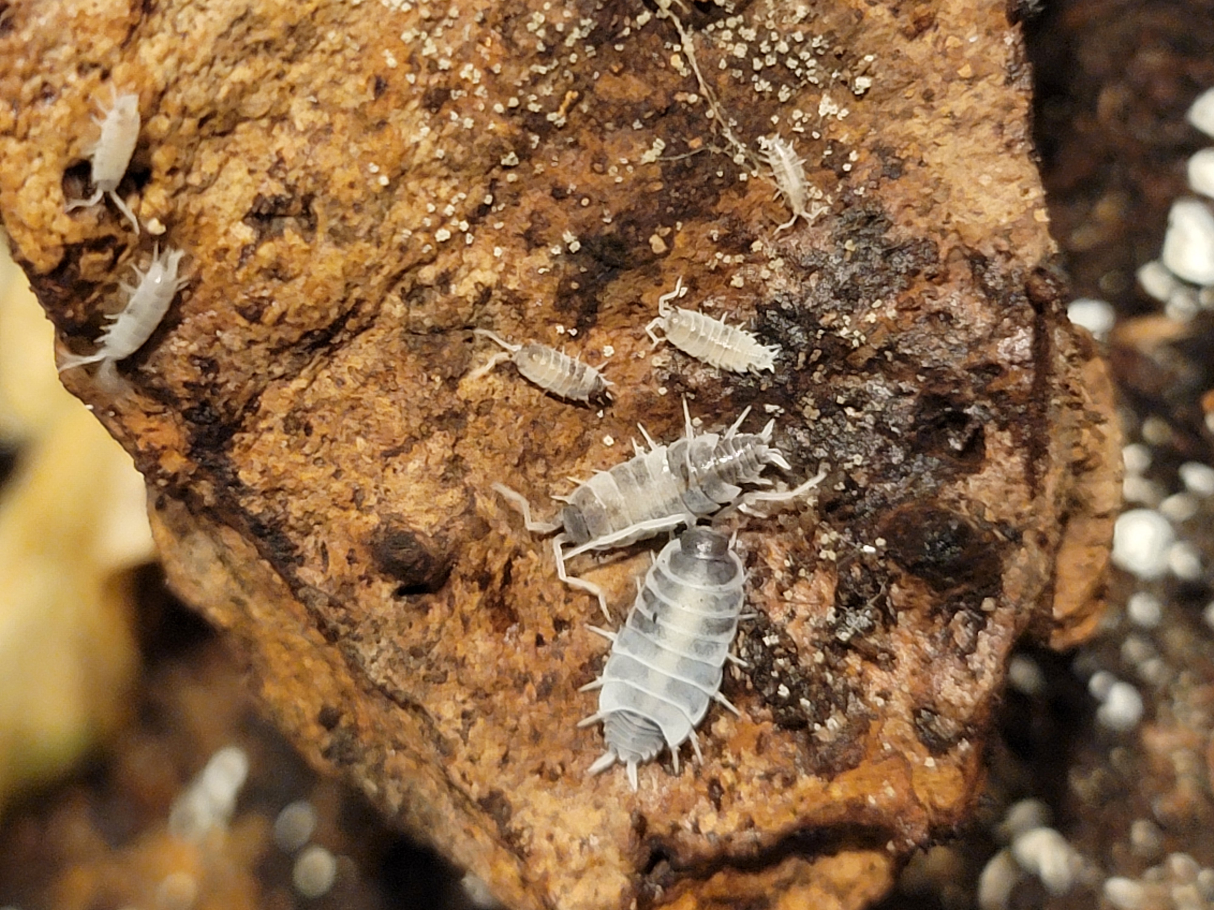 Oreo Crumble Isopods