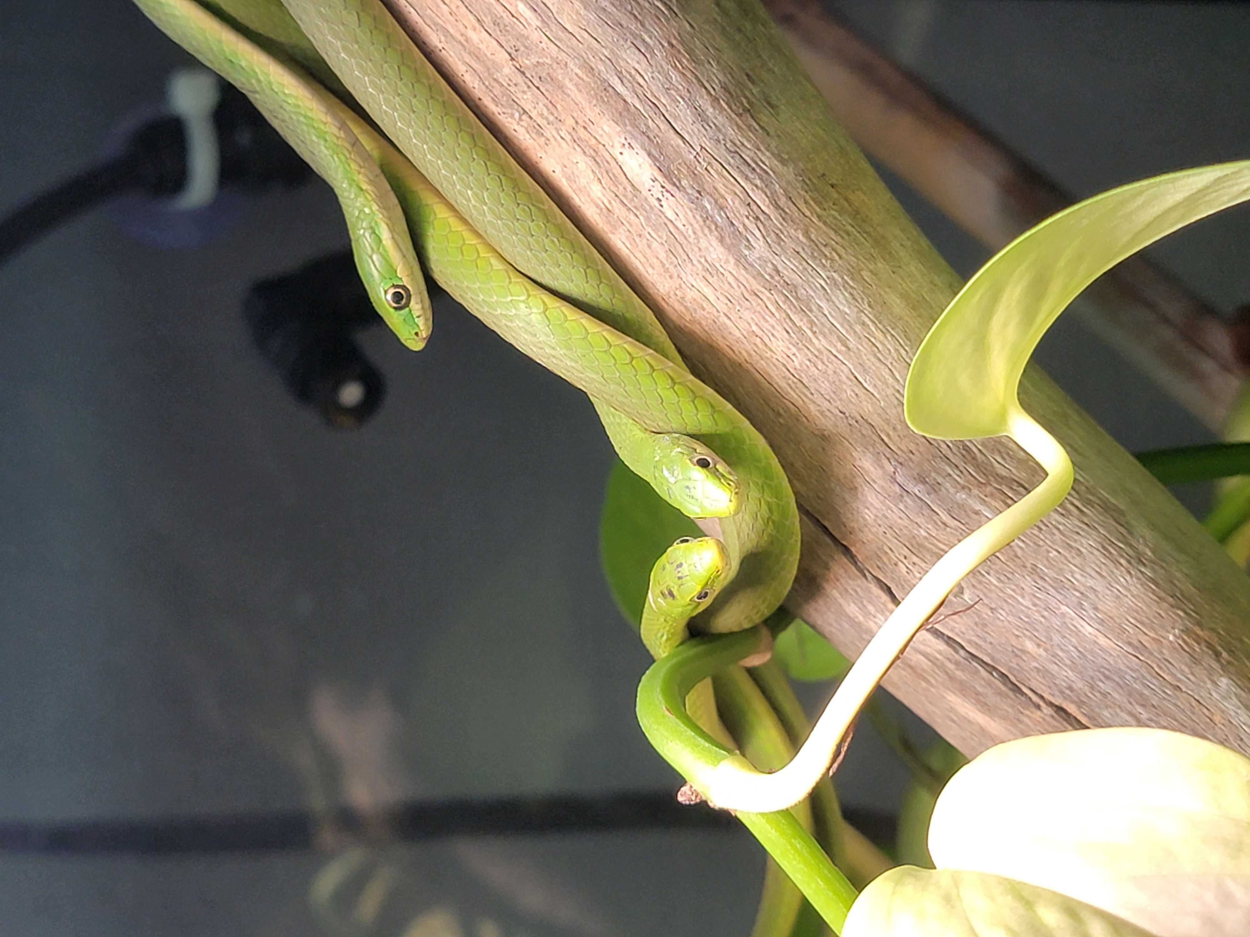 Pixie, Spot, and Snkeay Rough Green Snakes