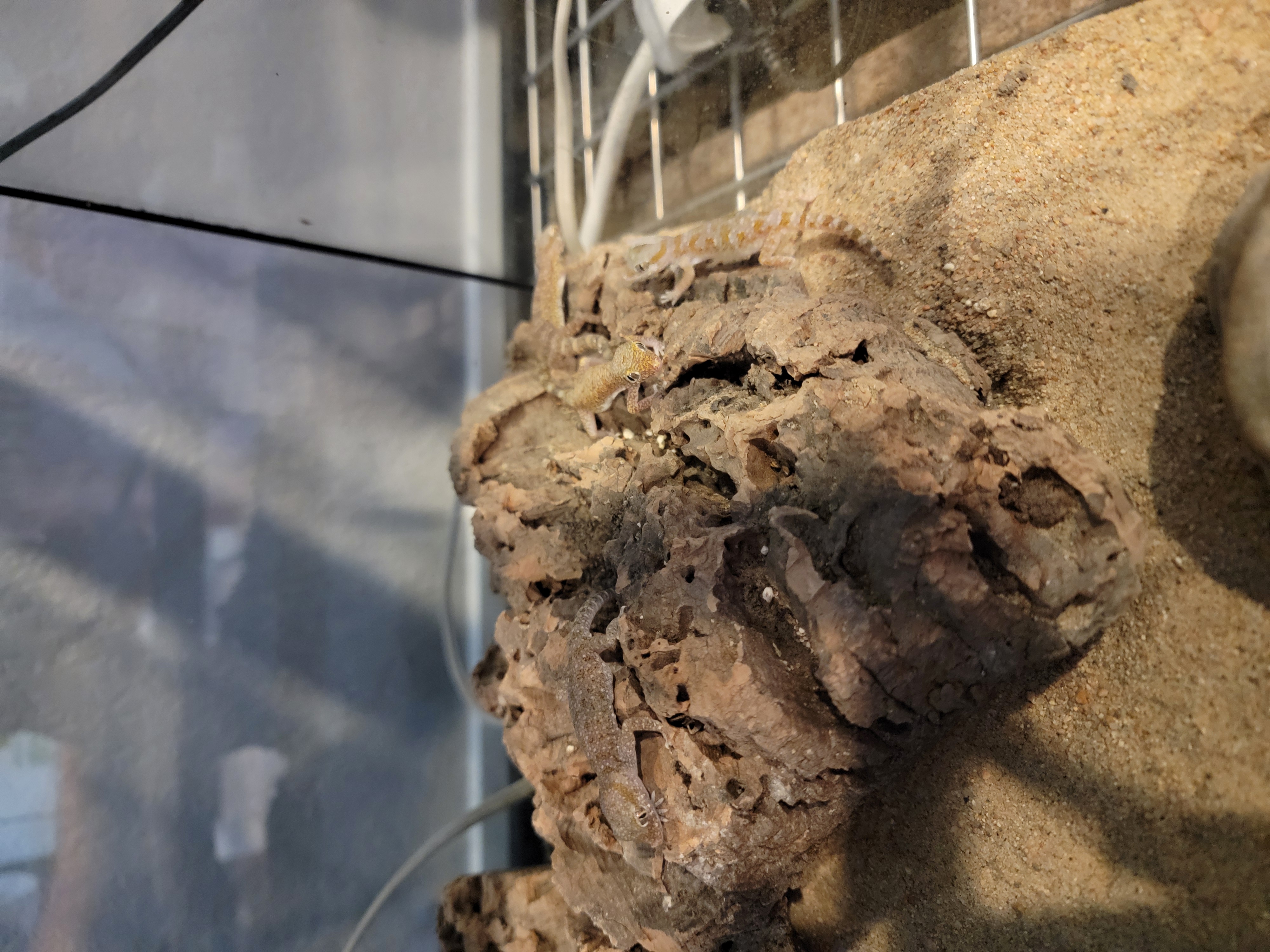 Babu, Ebony, and Dahlia Short-Fingered Geckos